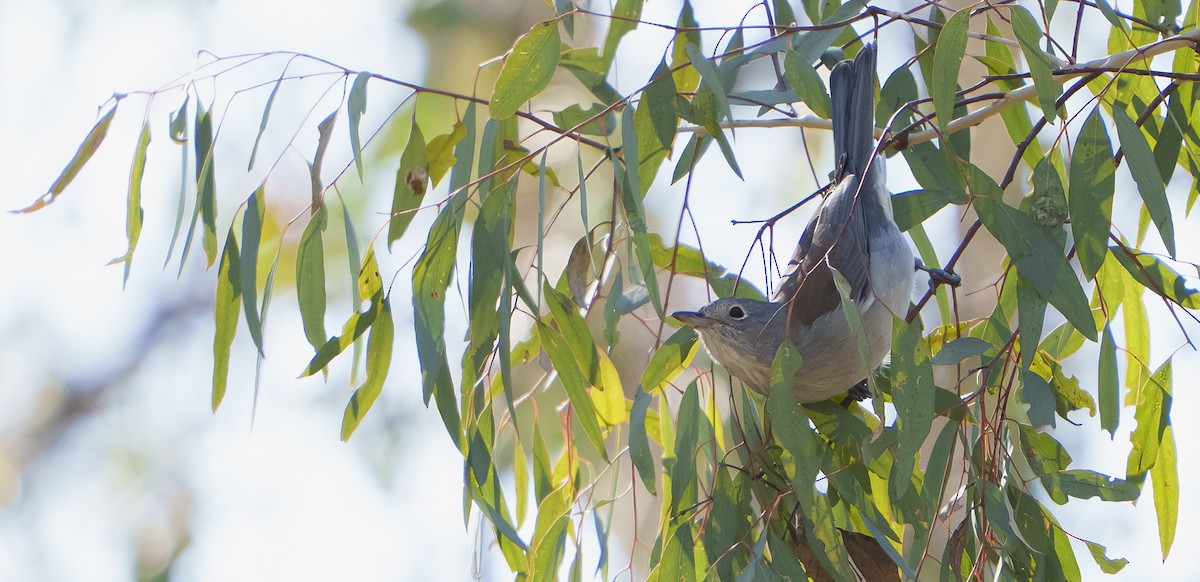 Gray Shrikethrush - ML637091419