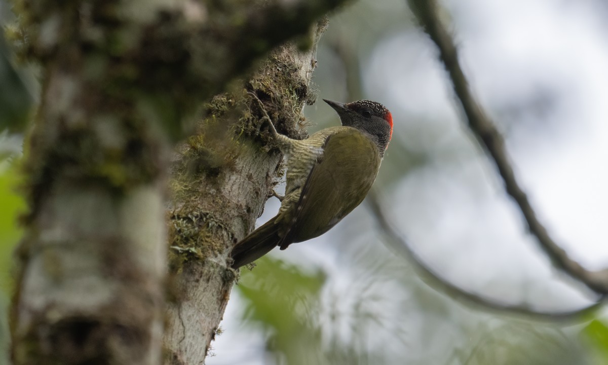 Fine-banded Woodpecker - ML637091441