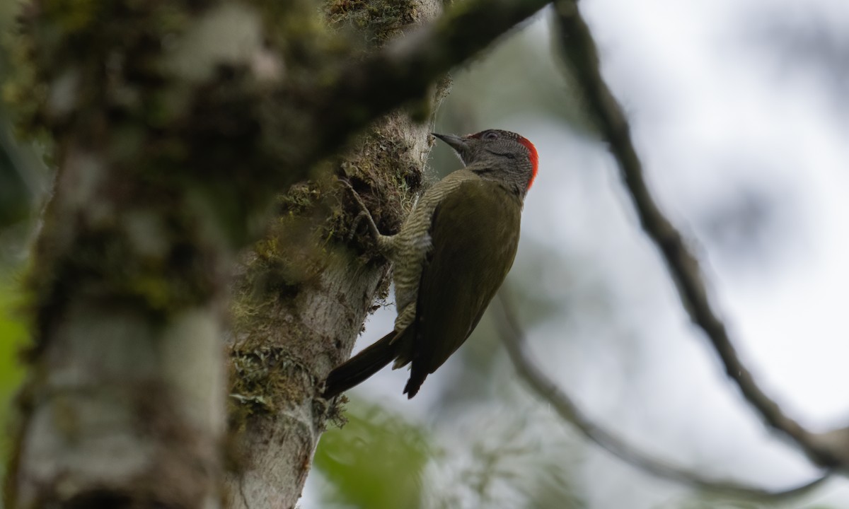 Fine-banded Woodpecker - ML637091443