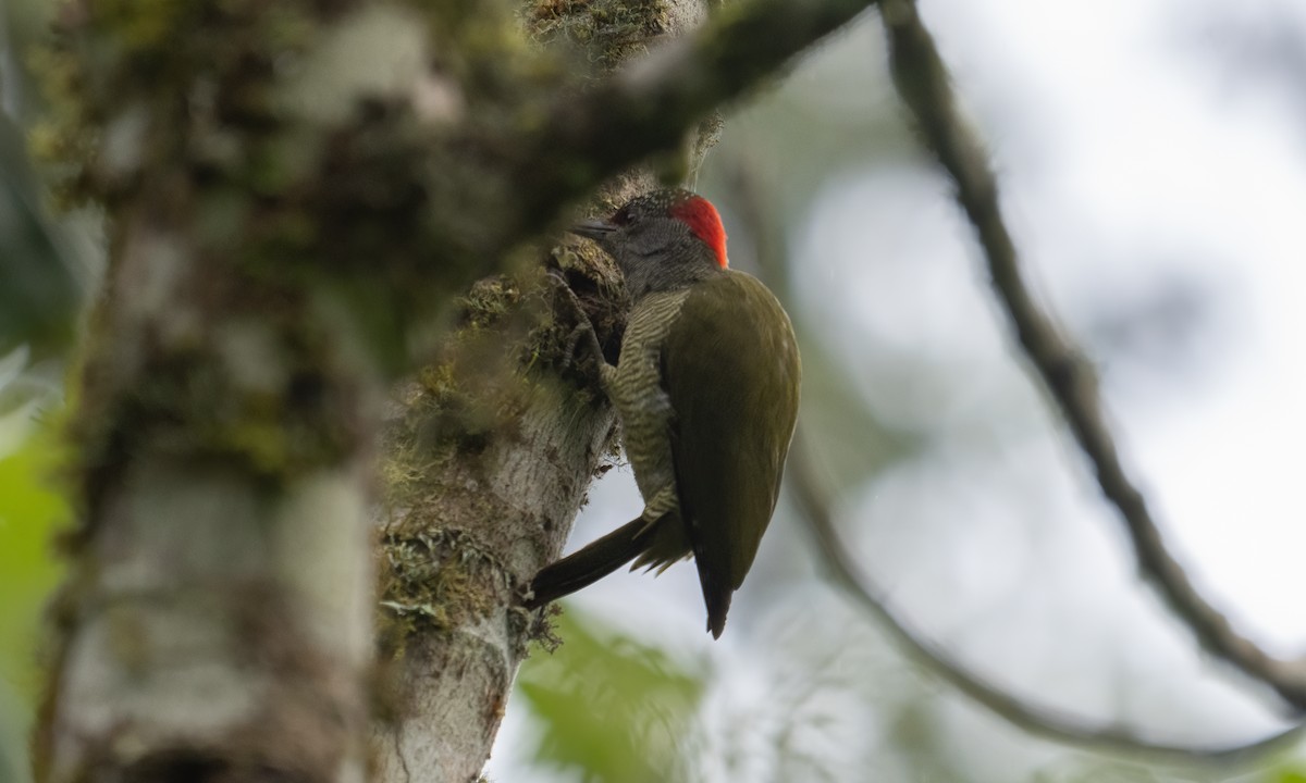 Fine-banded Woodpecker - ML637091444
