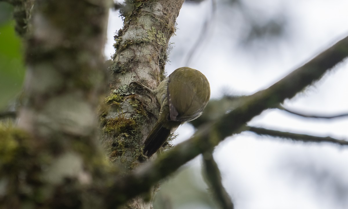 Fine-banded Woodpecker - ML637091445