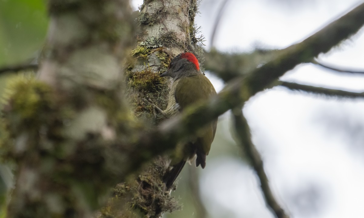 Fine-banded Woodpecker - ML637091446