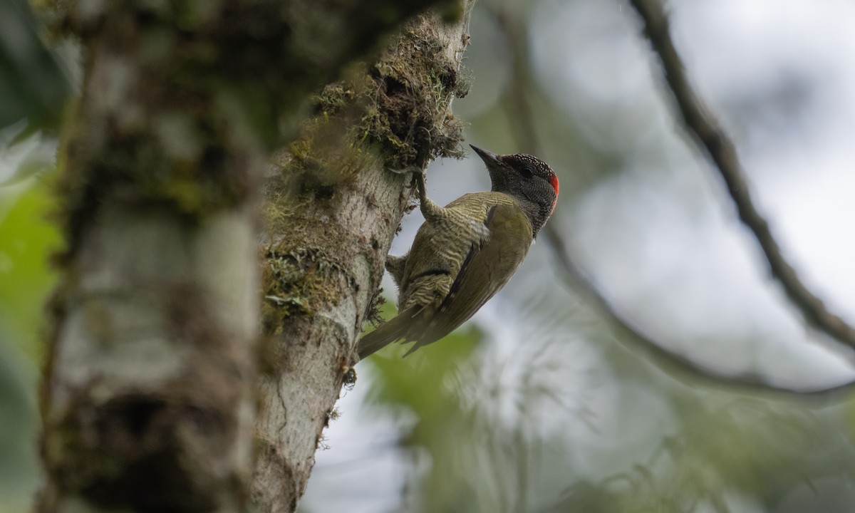 Fine-banded Woodpecker - ML637091447