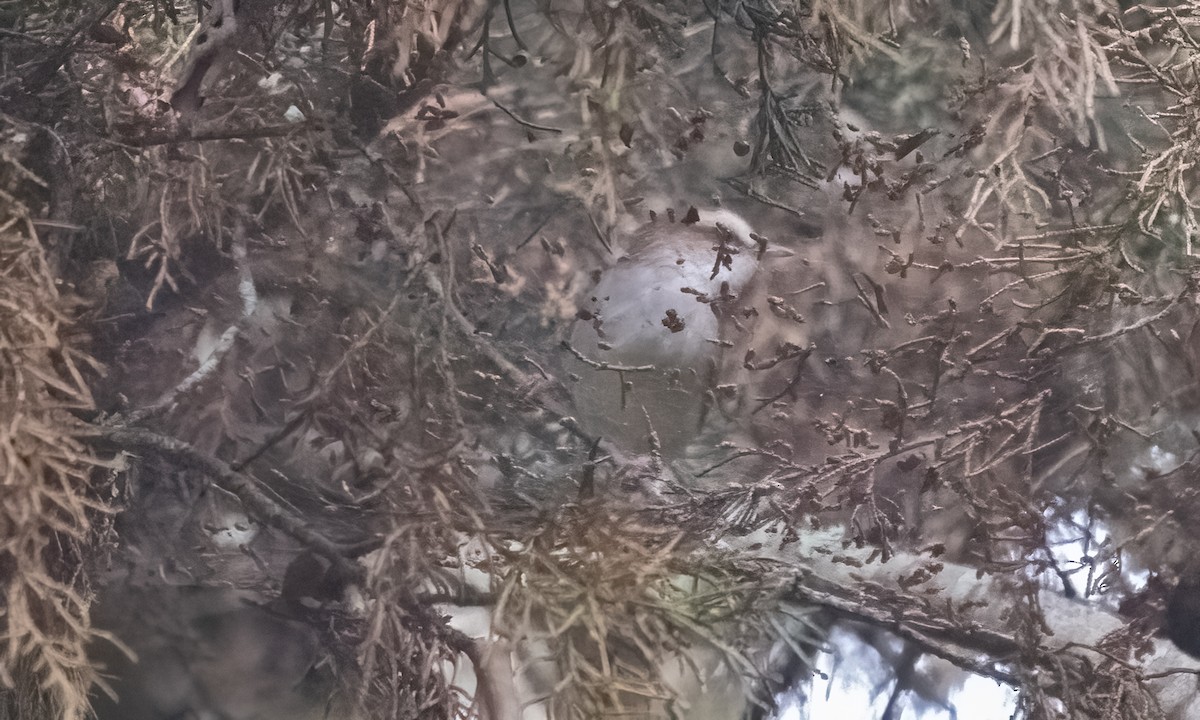 White-browed Crombec - ML637091478