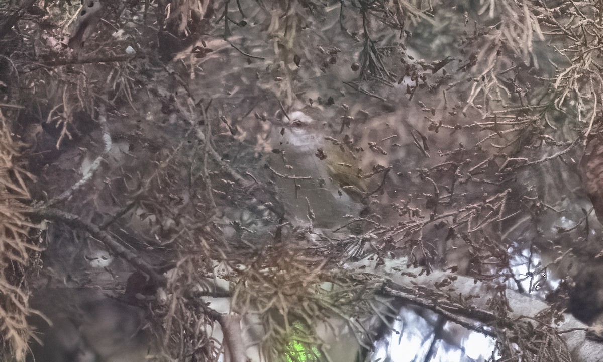 White-browed Crombec - ML637091479