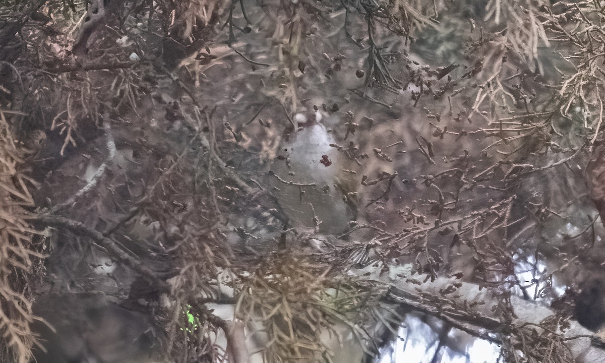 White-browed Crombec - ML637091480