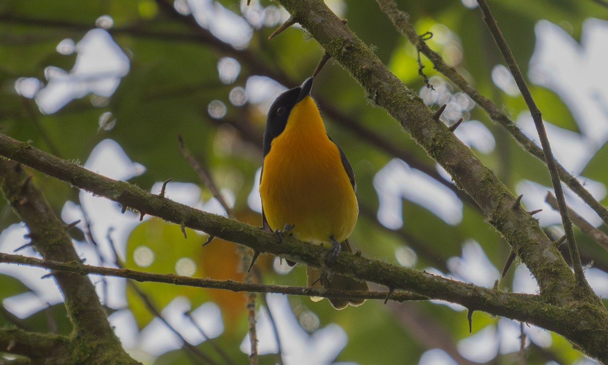 Black-fronted Bushshrike - ML637091490