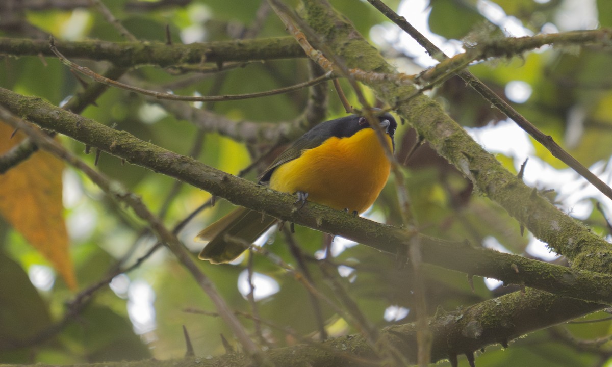 Black-fronted Bushshrike - ML637091492