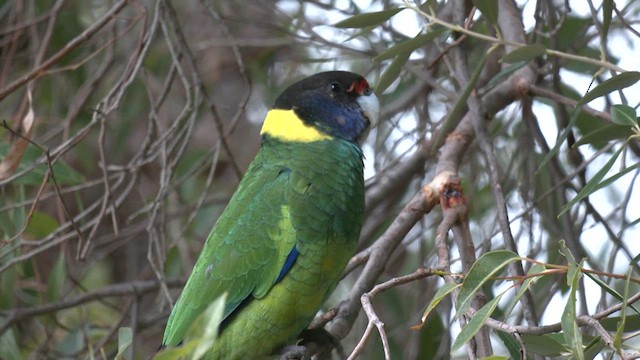 コダイマキエインコ（semitorquatus） - ML637091496