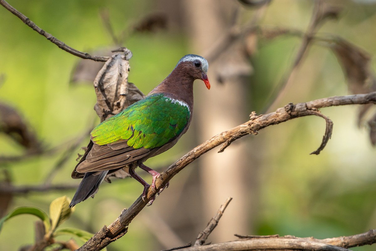 Asian Emerald Dove - ML637091520