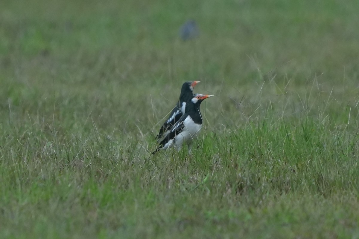 Siamese Pied Starling - ML637091569