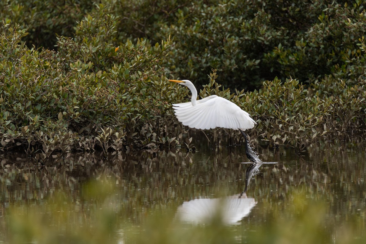 Great Egret - ML637091572
