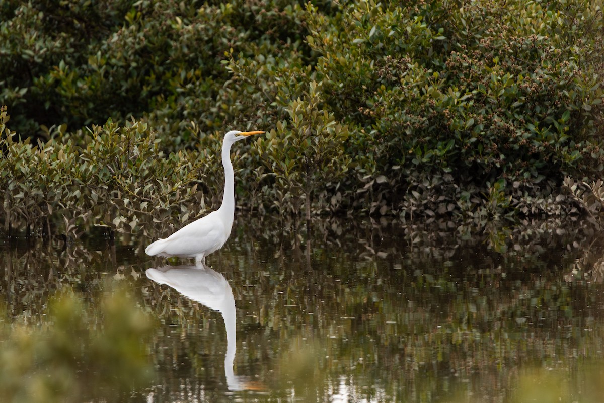 Great Egret - ML637091588