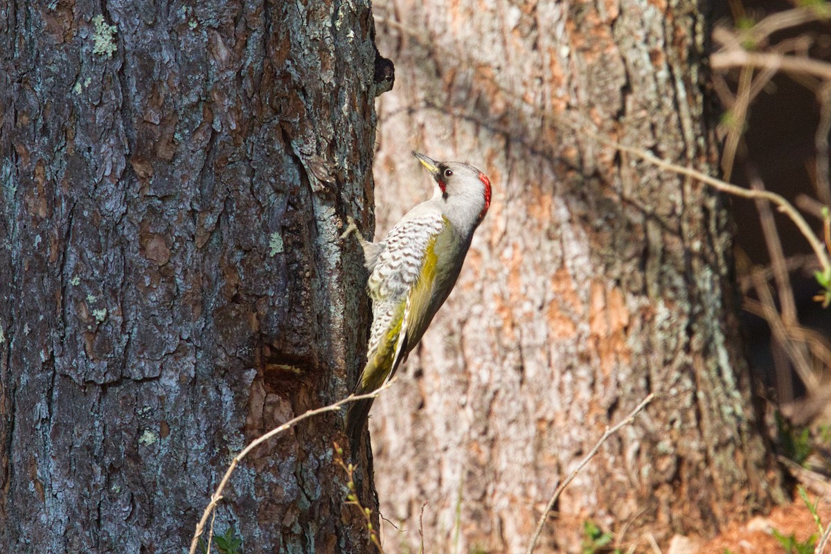 Japanese Woodpecker - ML637091601