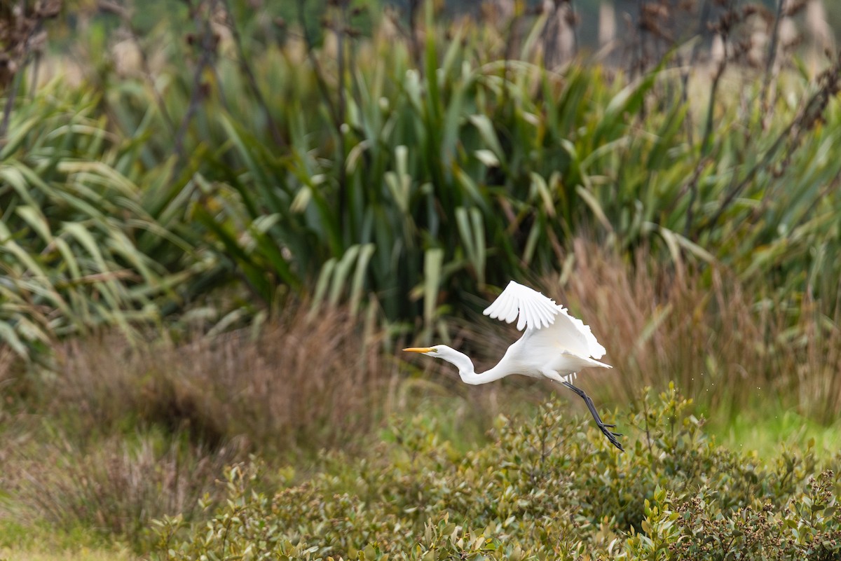 Great Egret - ML637091603