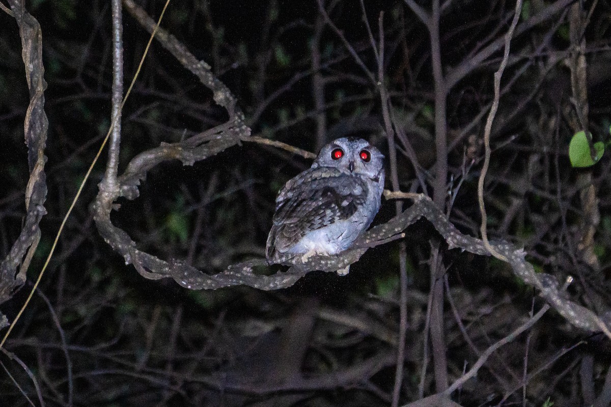 Индийская совка - ML637091621