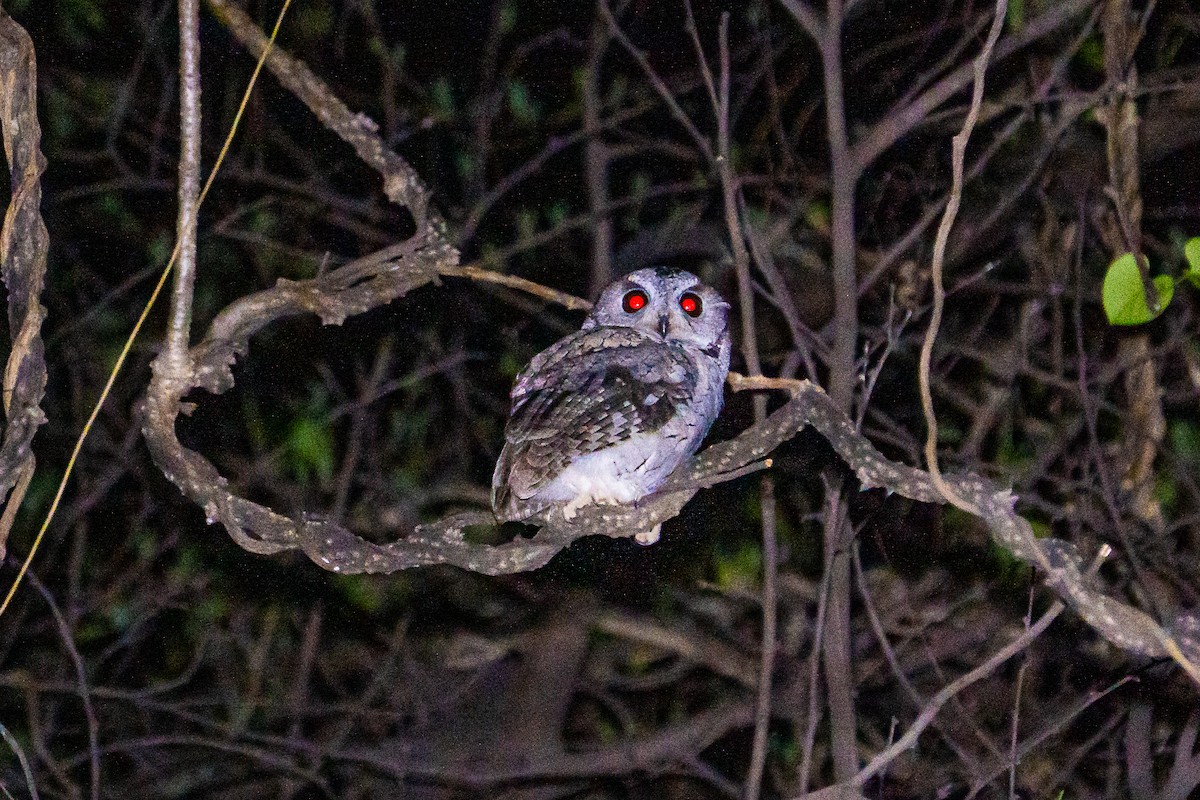 Индийская совка - ML637091623