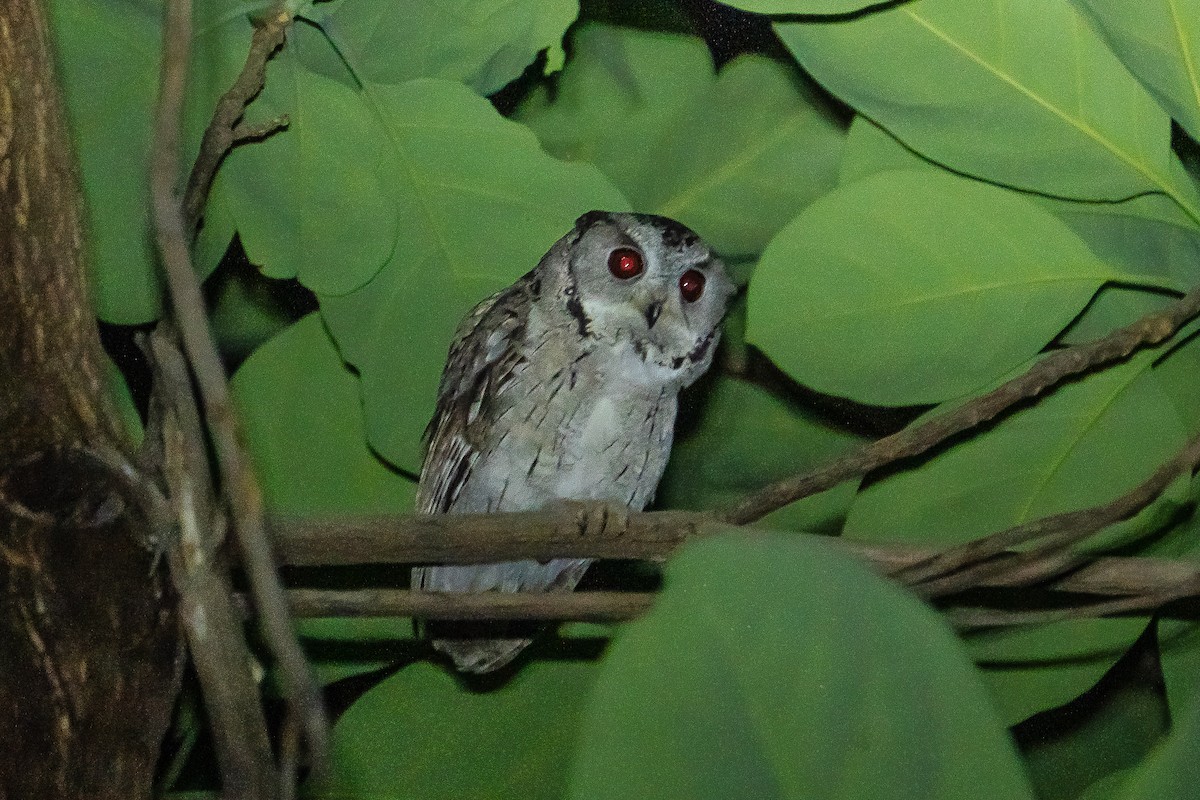 Индийская совка - ML637091624