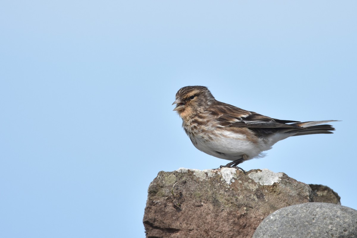 Twite - ML637091649