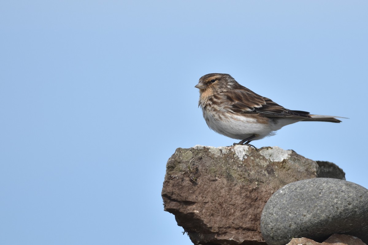Twite - ML637091650