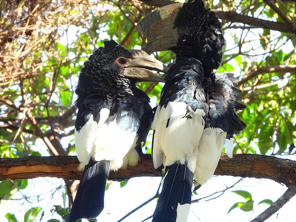 Grauwangen-Hornvogel - ML637091744