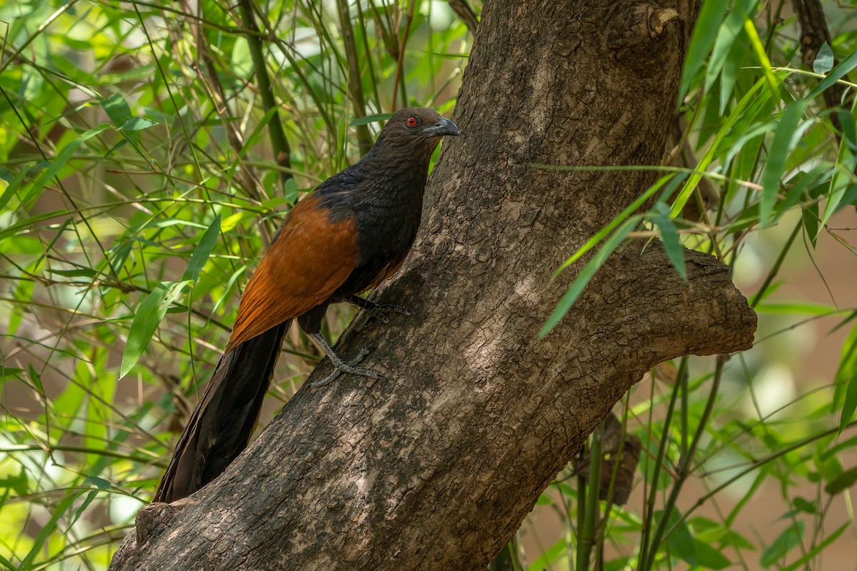 Greater Coucal - ML637091816