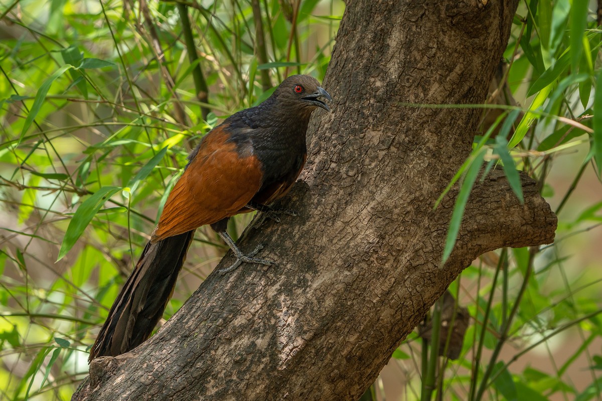 Greater Coucal - ML637091842