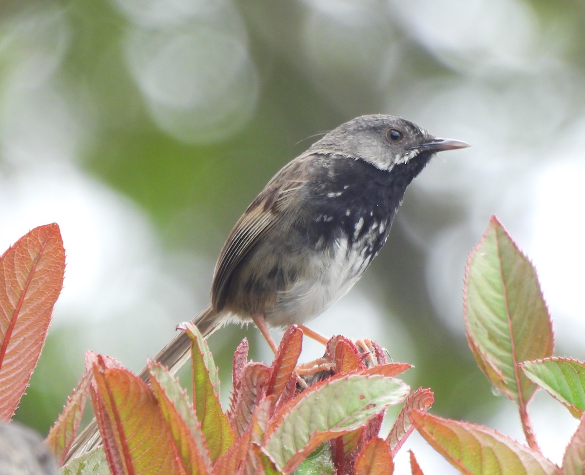 Black-throated Prinia - ML637092006