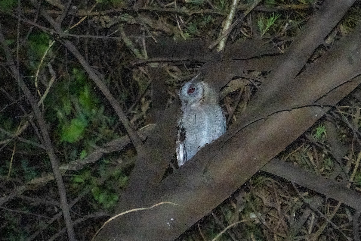 Индийская совка - ML637092009