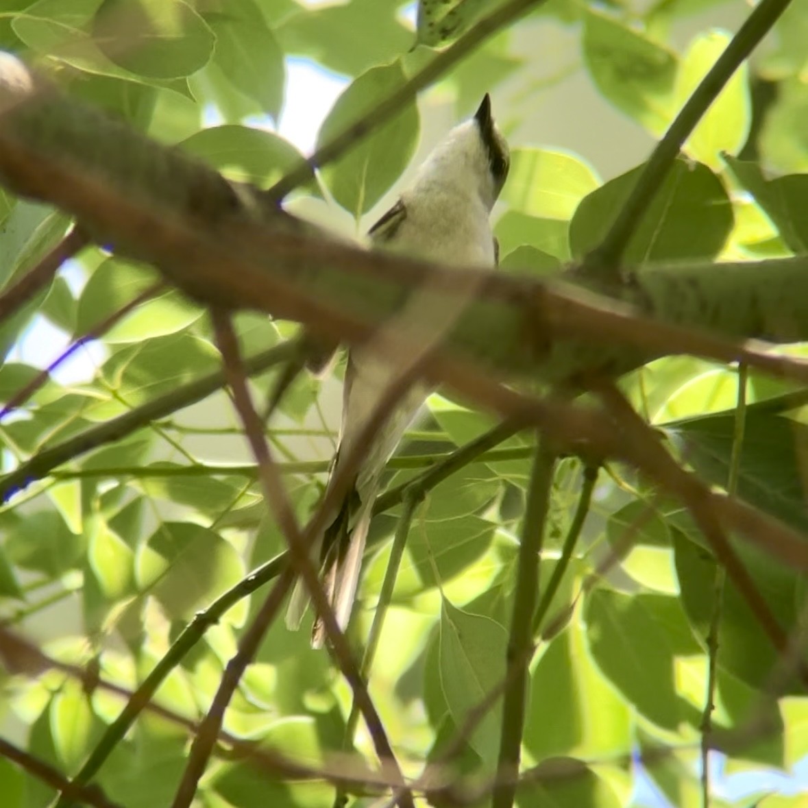 Brown-rumped Minivet - ML637092111