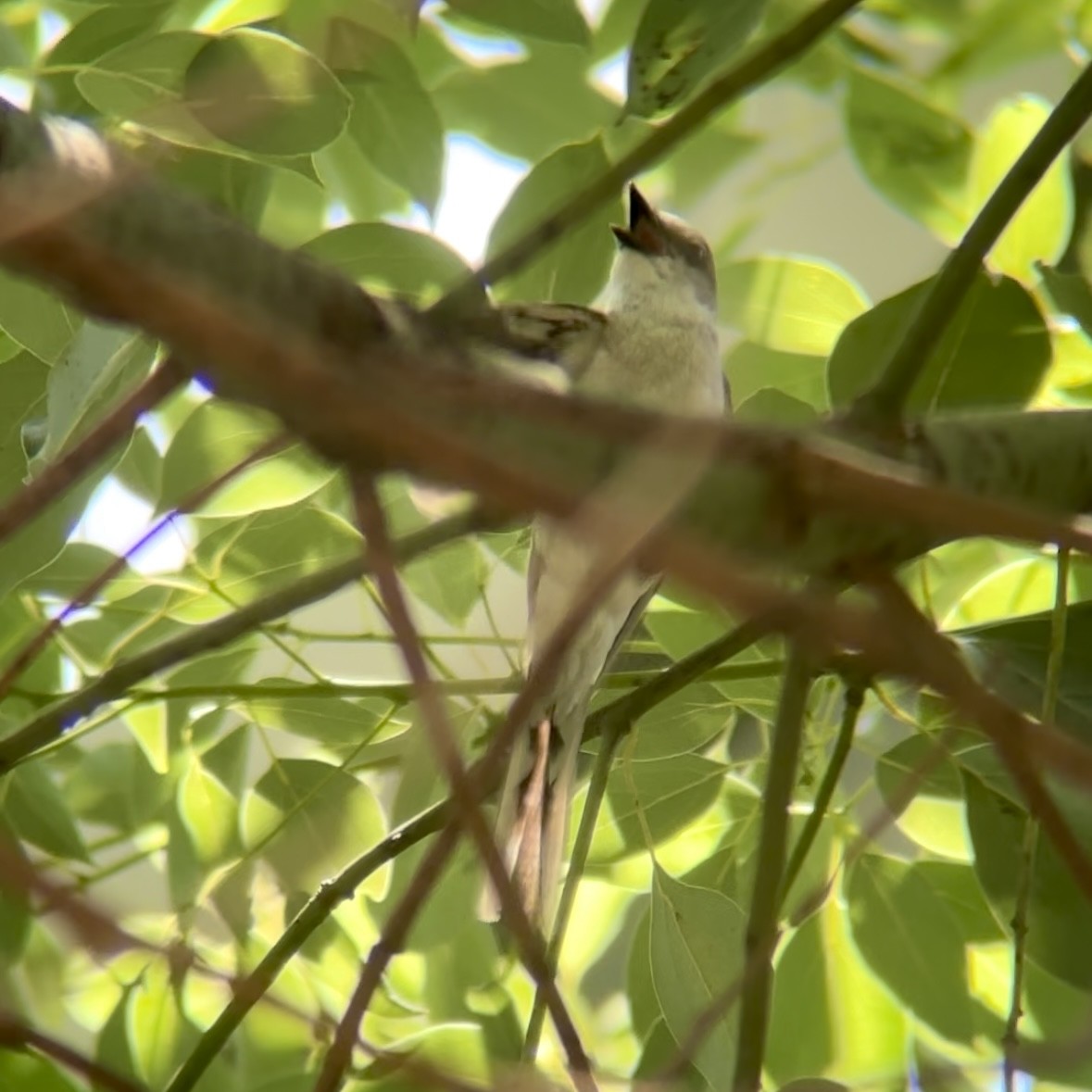 Brown-rumped Minivet - ML637092112