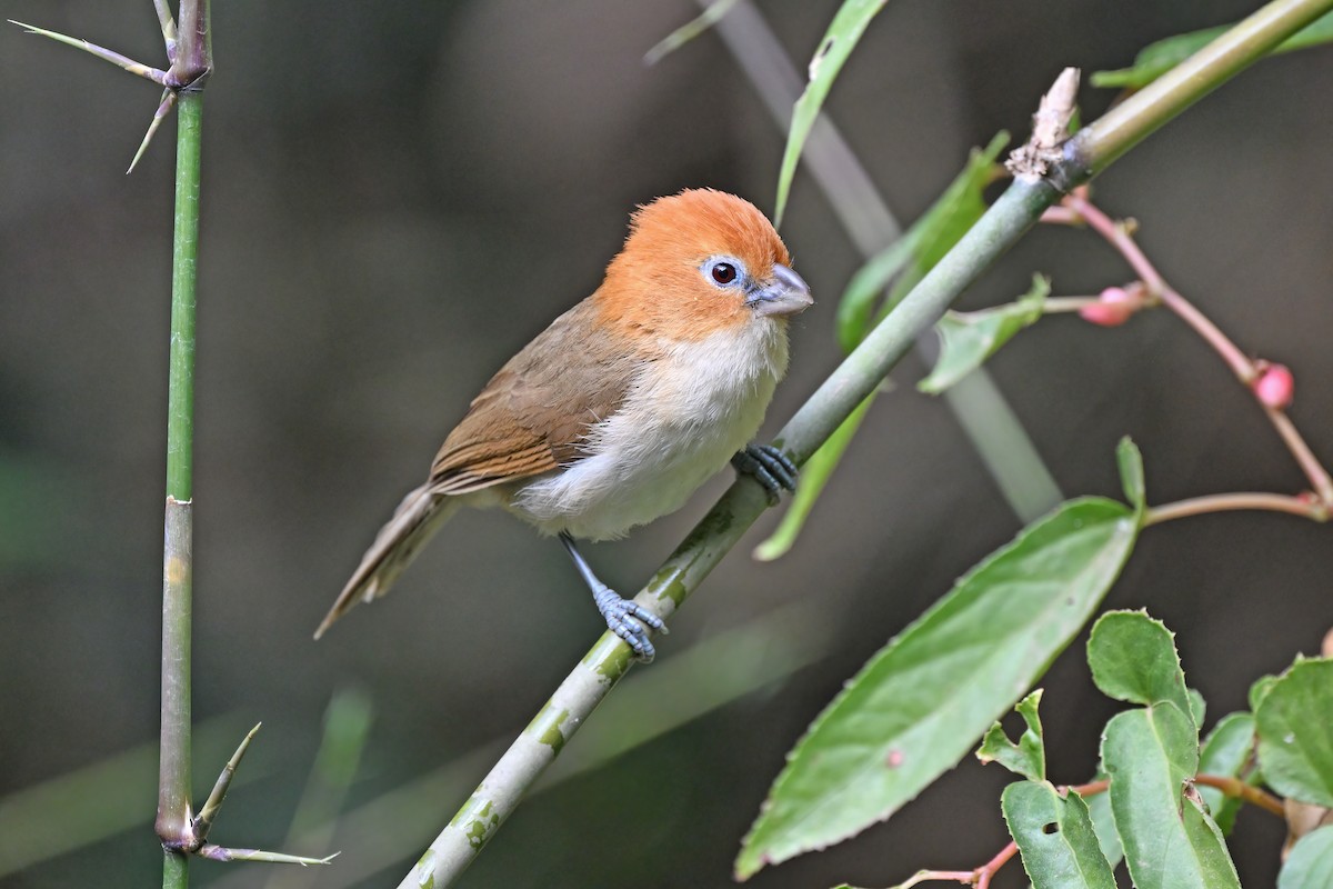 Rufous-headed Parrotbill - ML637092149