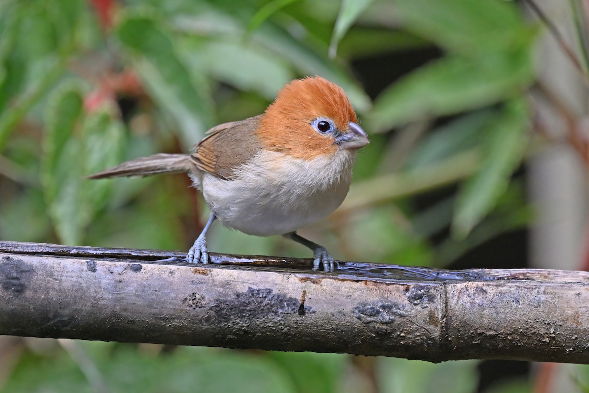 Rufous-headed Parrotbill - ML637092150