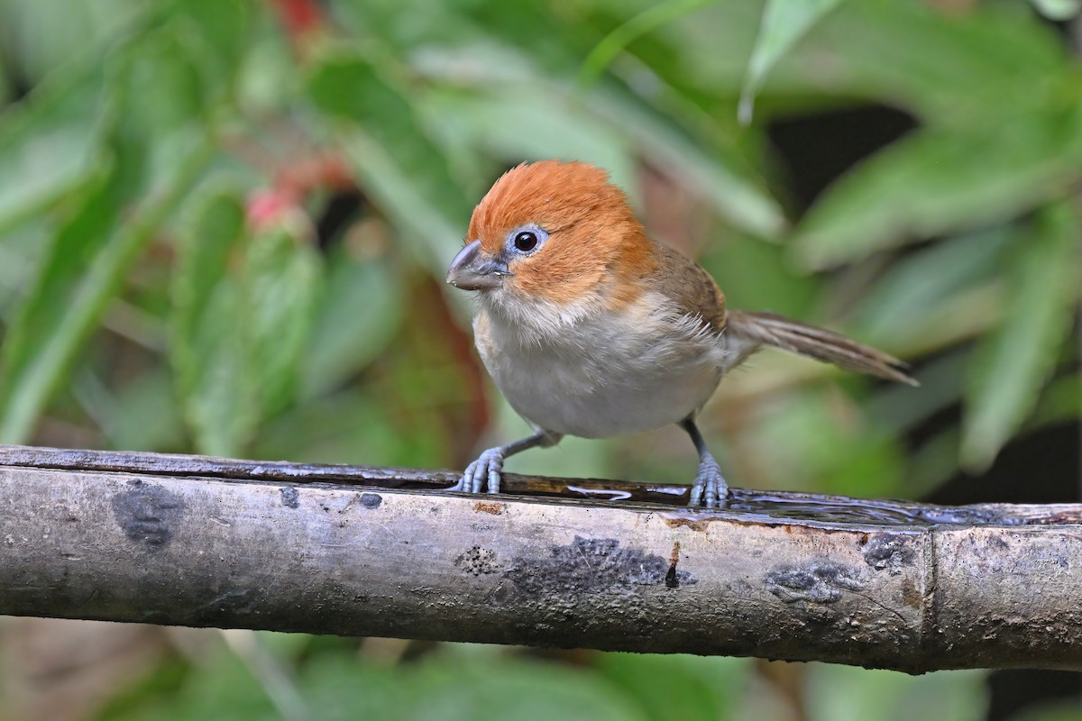 Rufous-headed Parrotbill - ML637092151