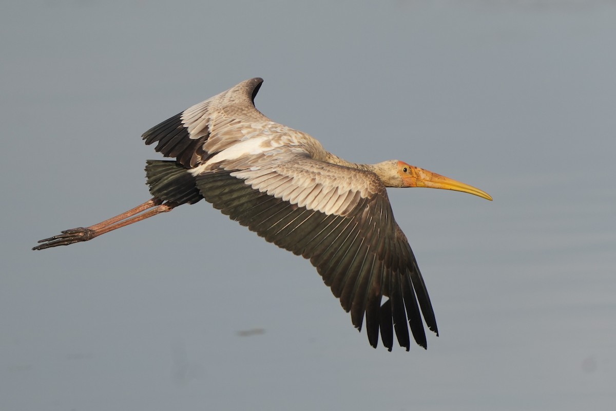 Milky Stork - ML637092202
