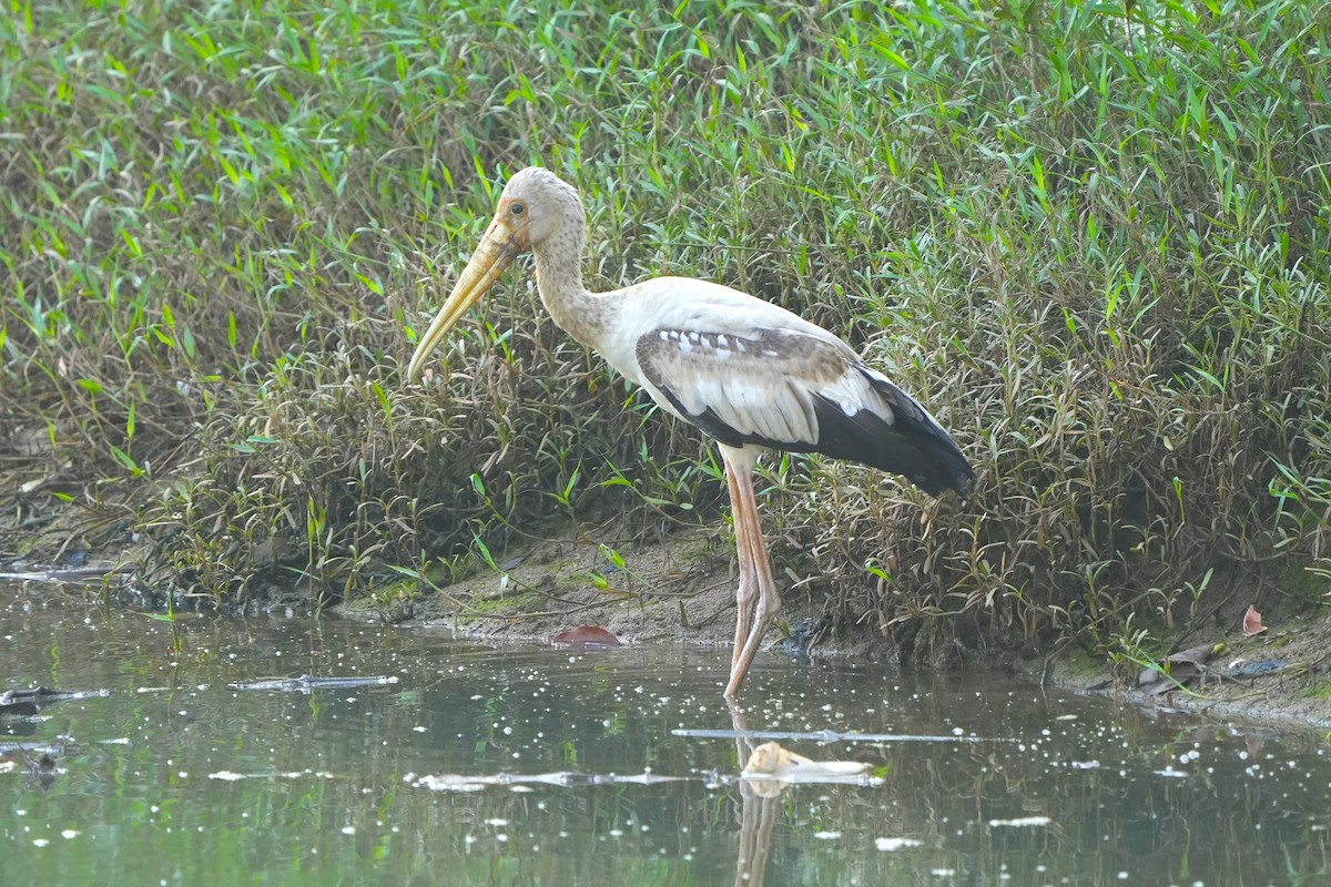 Milky Stork - ML637092215