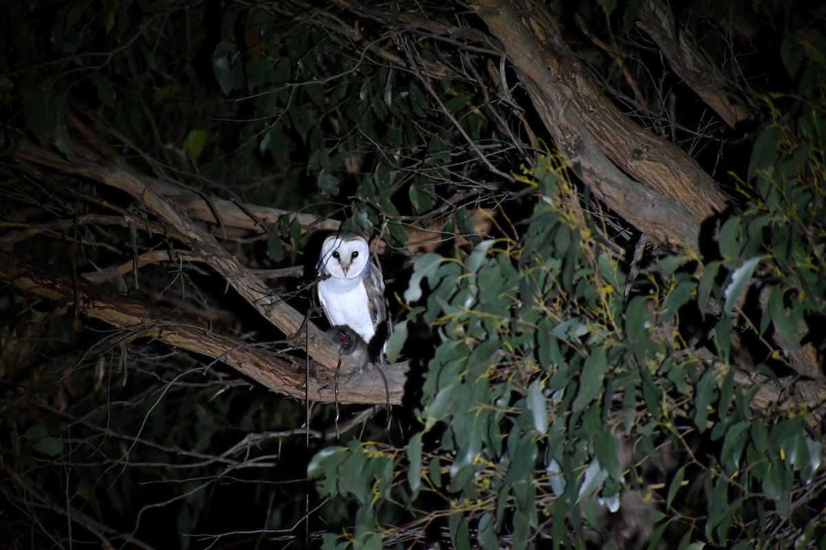 Eastern Barn Owl (Eastern) - ML637092278