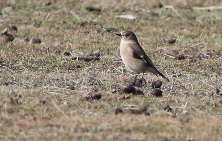 Dusky Robin - ML637092349