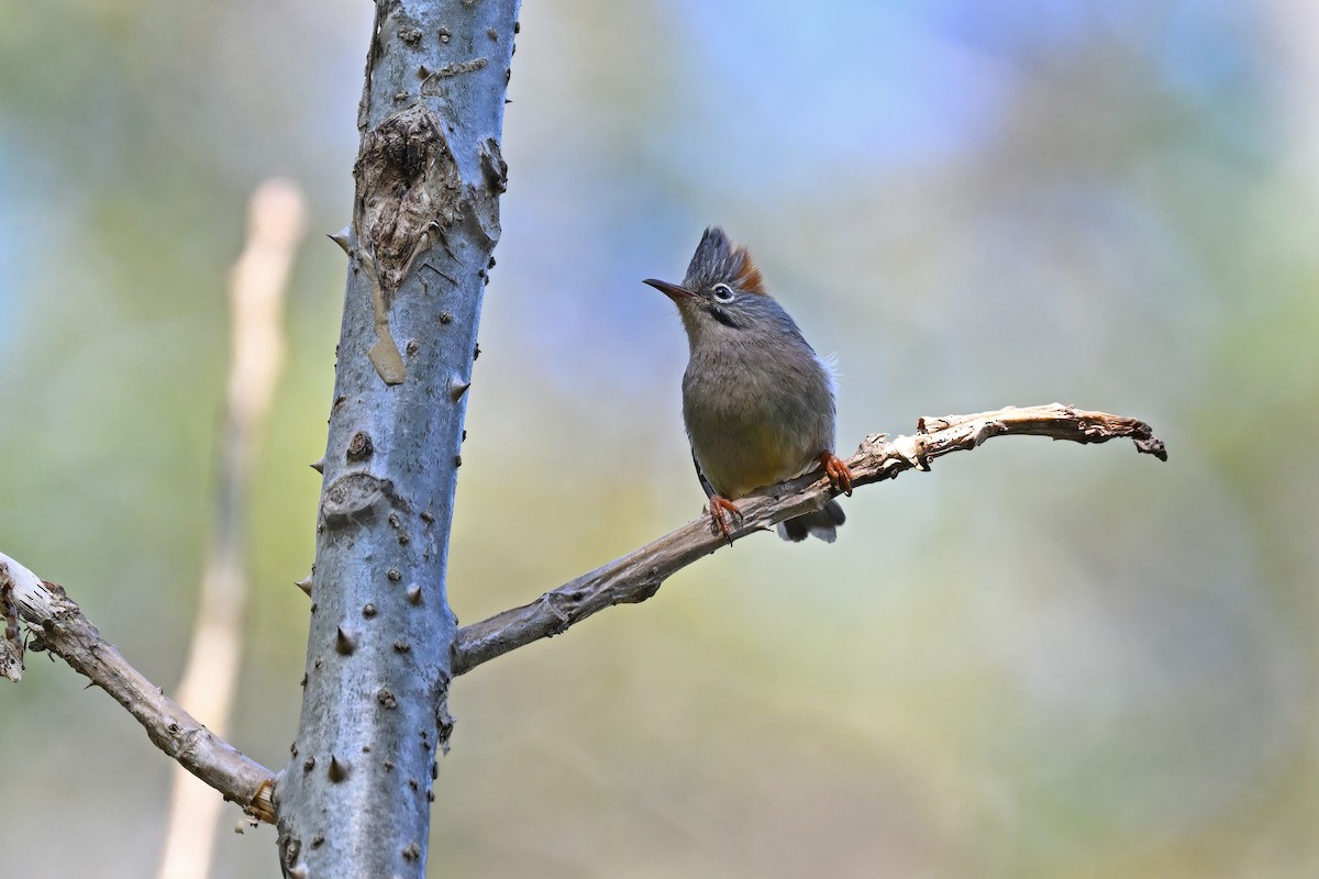 Rufous-vented Yuhina - ML637092376