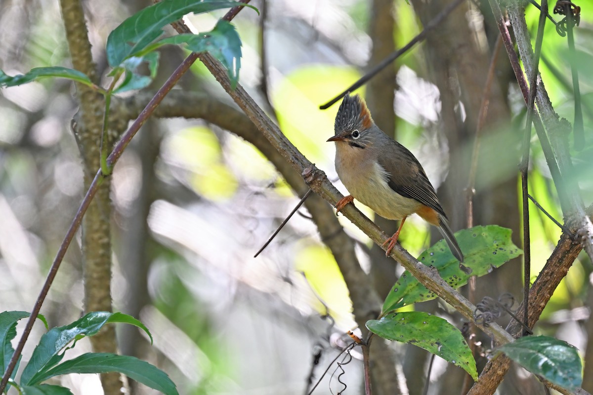 Rufous-vented Yuhina - ML637092377