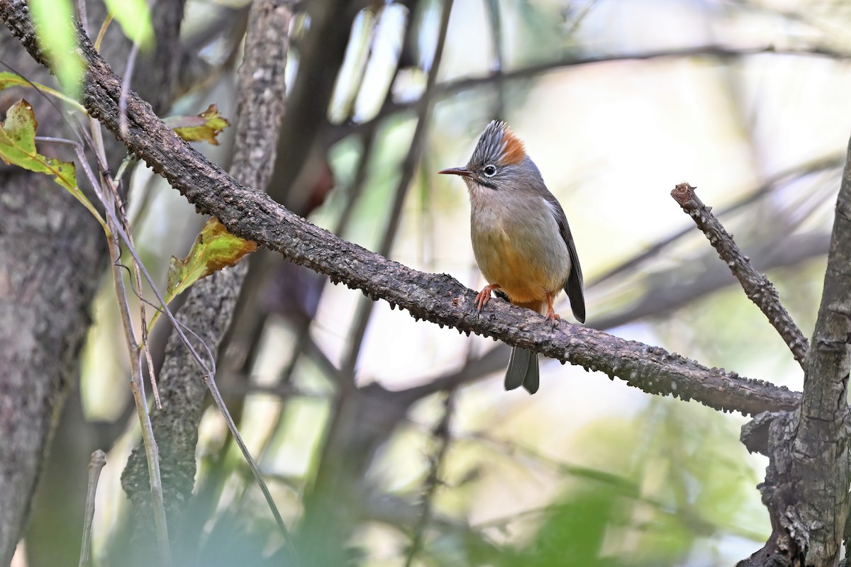 Rufous-vented Yuhina - ML637092378