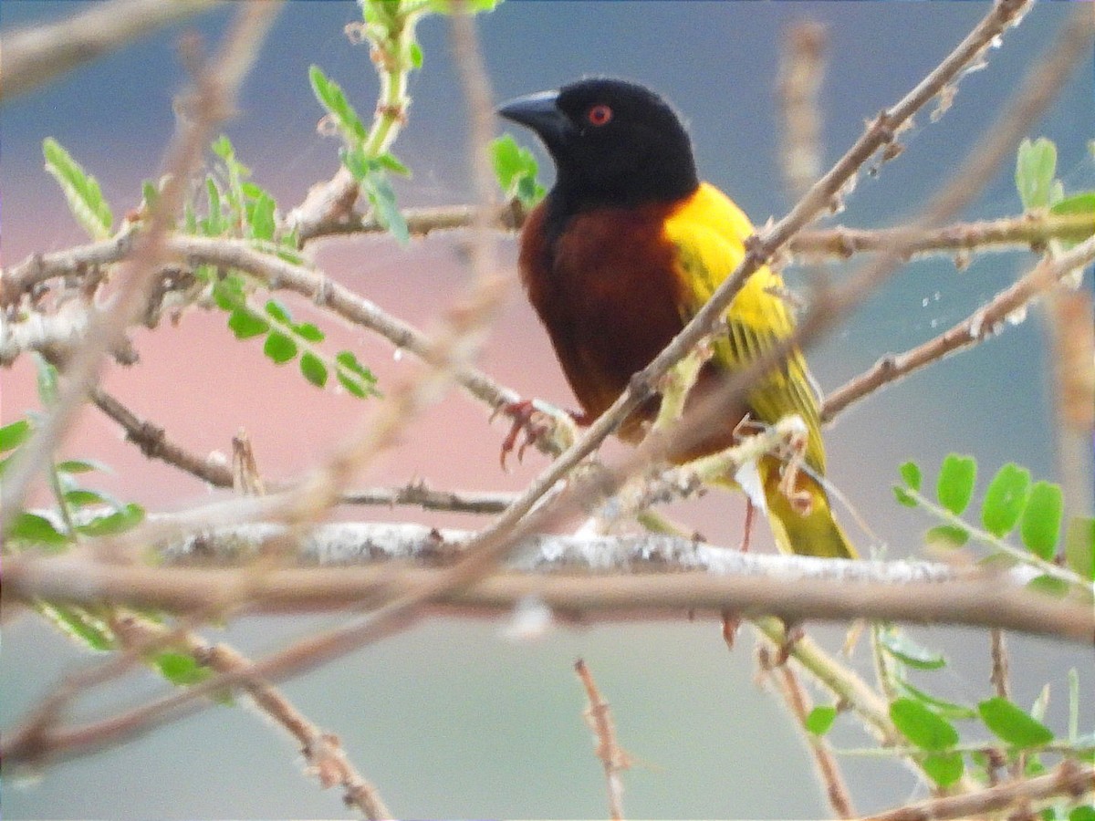 Golden-backed Weaver - ML637092379