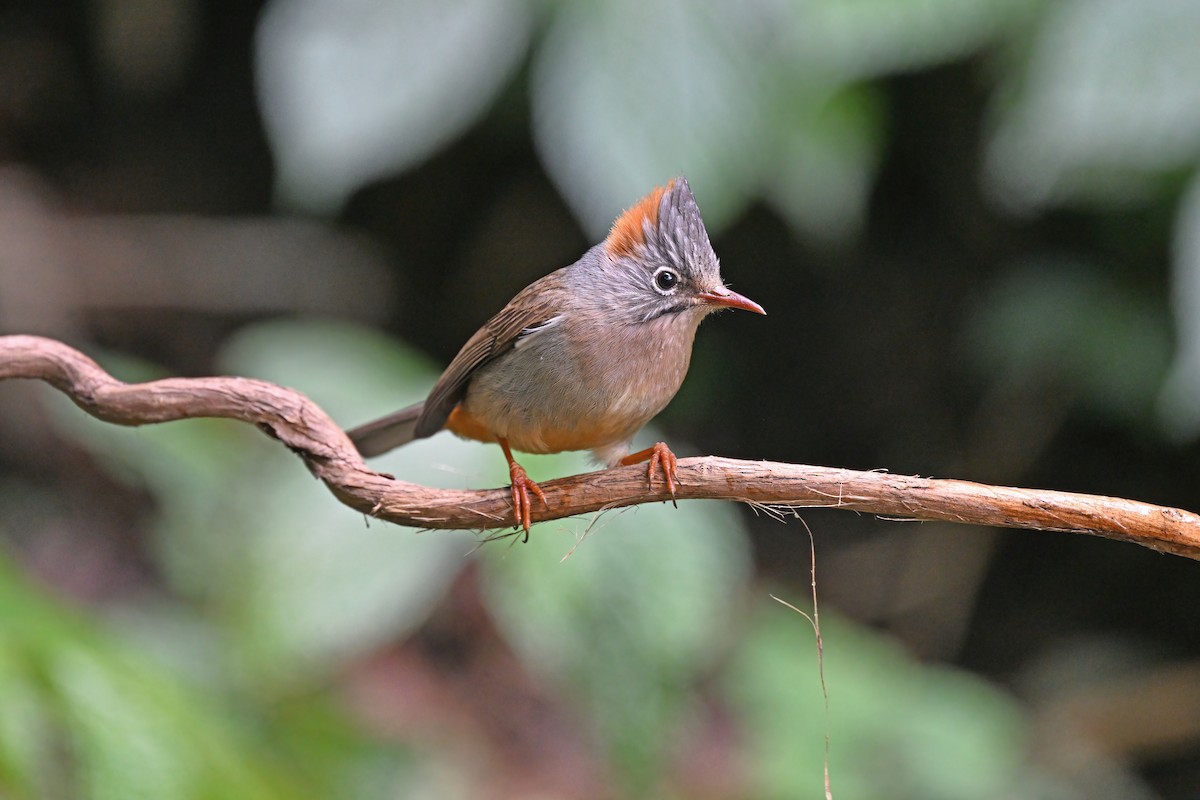 Rufous-vented Yuhina - ML637092383