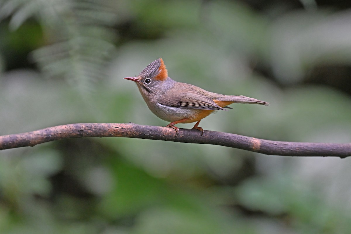 Rufous-vented Yuhina - ML637092384