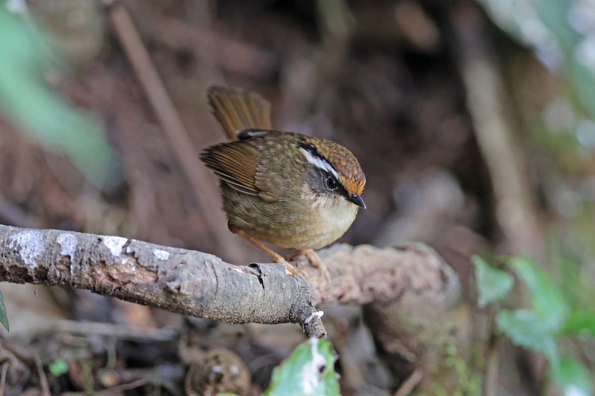 Rusty-capped Fulvetta - ML637092433