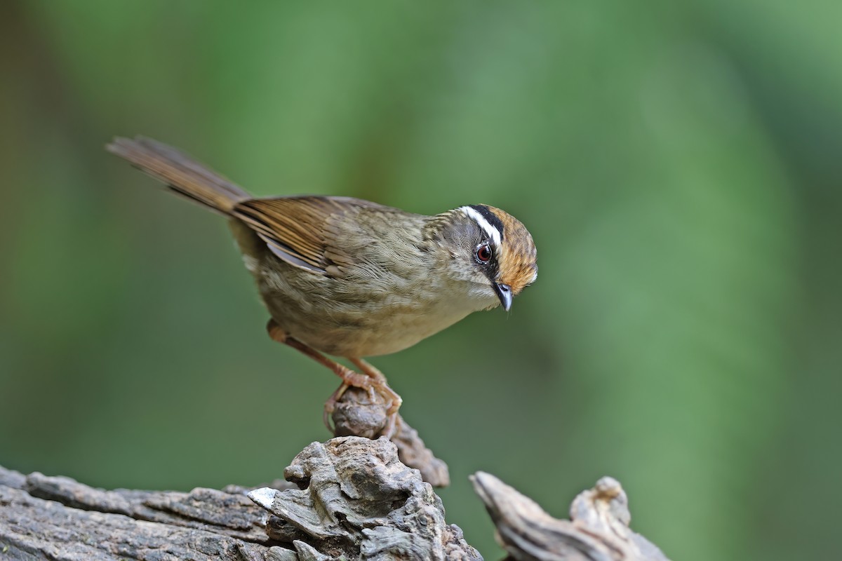 Rusty-capped Fulvetta - ML637092434