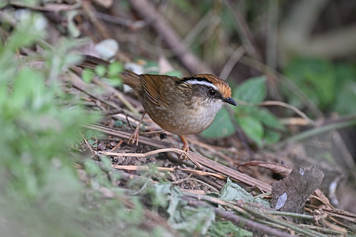 Rusty-capped Fulvetta - ML637092442