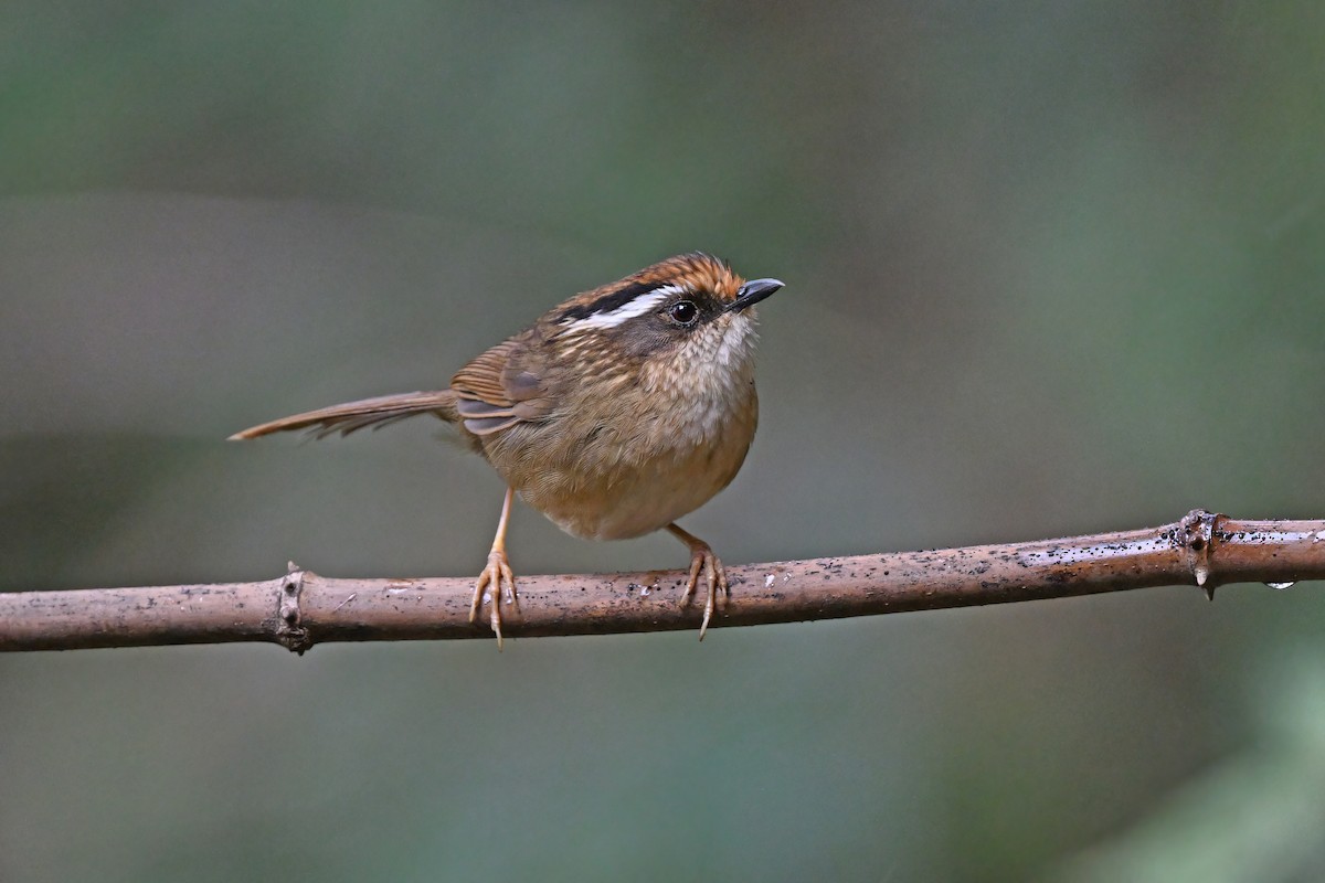Rusty-capped Fulvetta - ML637092445