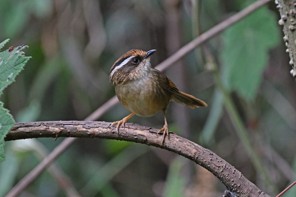 Rusty-capped Fulvetta - ML637092446
