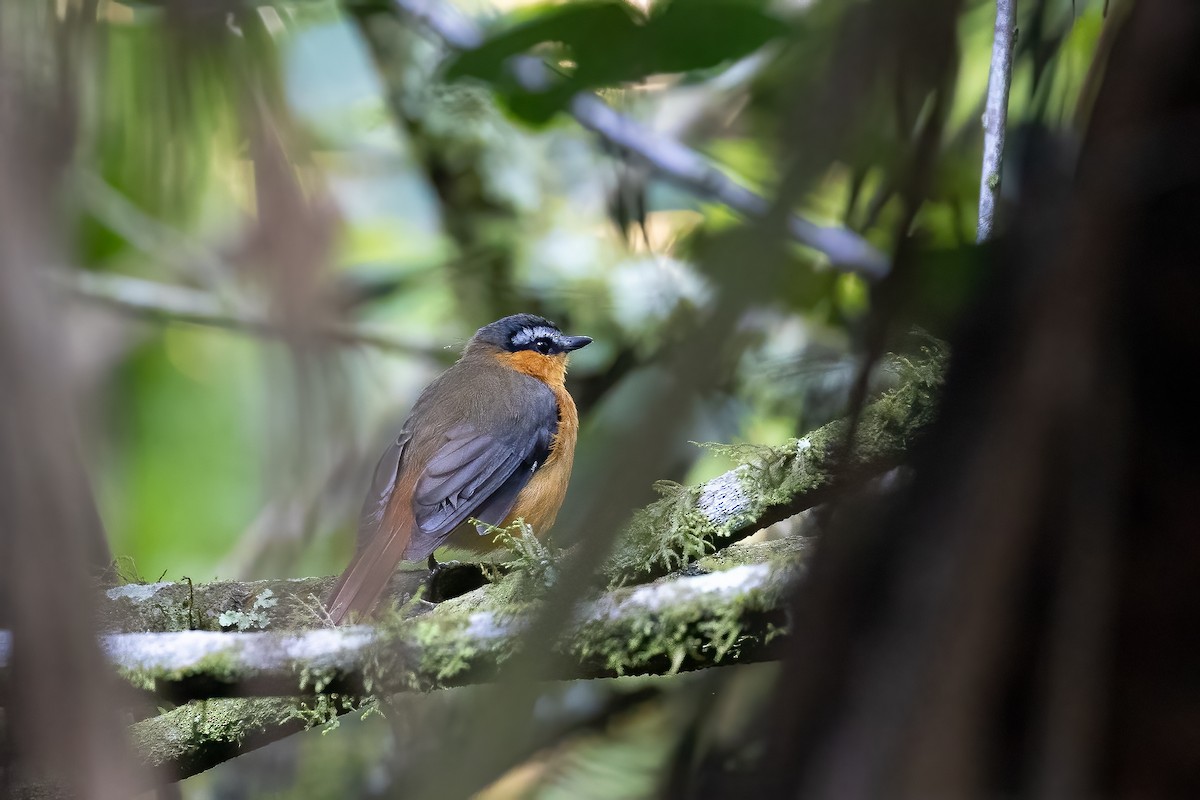Gray-winged Robin-Chat (Gray-winged) - ML637092462